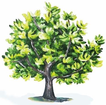 Parabole figuier stérile bible