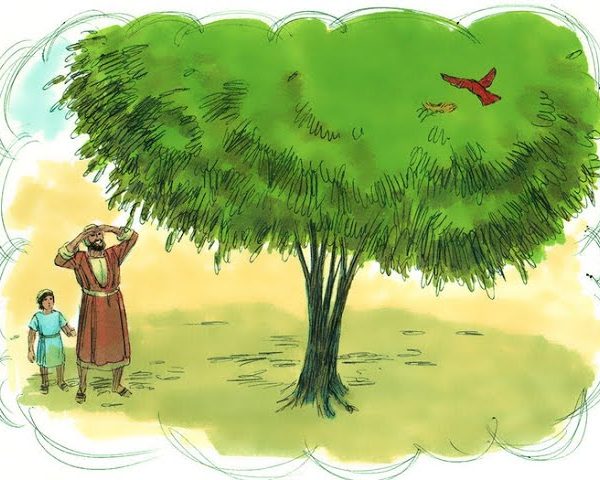 Parabole grain sénevé levain